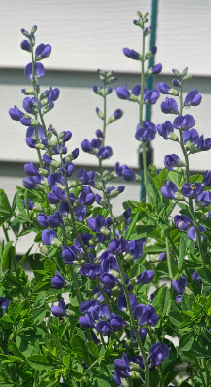 baptista australis s.jpg